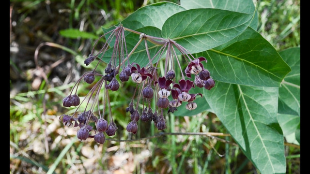 Asclepias cordifolia Purple Milkweed, Asclepias cordifolia