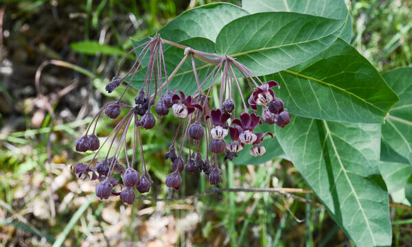 Asclepias cordifolia Purple Milkweed, Asclepias cordifolia