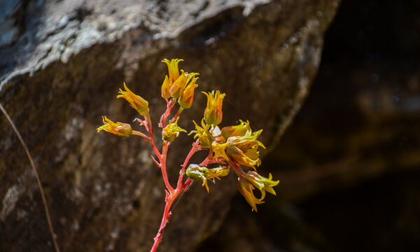 Dudleya cymosa Canyon Dudleya, Dudleya cymosa