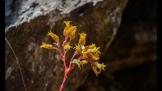 Dudleya cymosa Canyon Dudleya, Dudleya cymosa