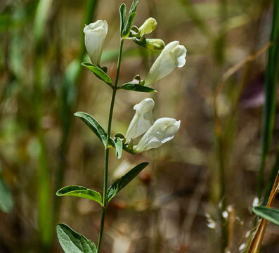 Scutellaria californica California Skullcap, Scutellaria californica