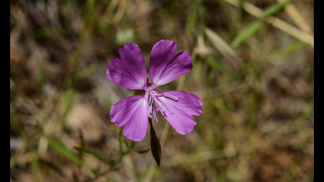 Clarkia biloba Bilobed Clarkia, Clarkia biloba