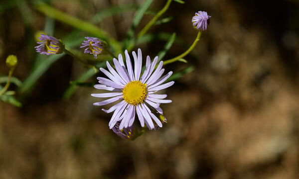 Unknown Aster 6