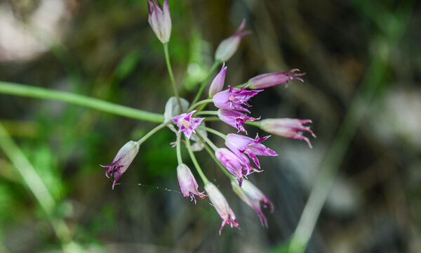 Allium peninsulare Peninsular Onion , Allium peninsulare