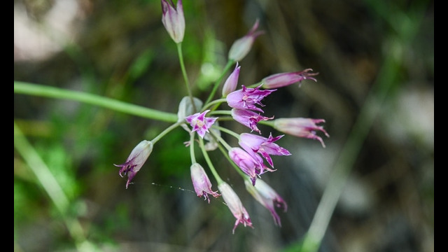 Allium peninsulare Peninsular Onion , Allium peninsulare