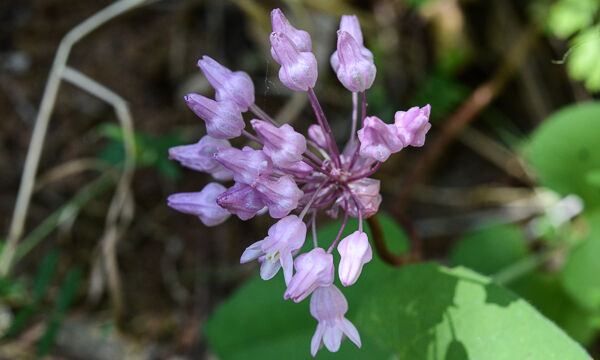 Dichelostemma volubile Twining Snake Lily, Dichelostemma volubile