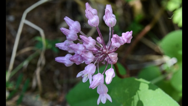 Dichelostemma volubile Twining Snake Lily, Dichelostemma volubile