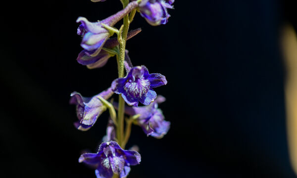 Delphinium, not sure which Larkspur, Delphinium sp