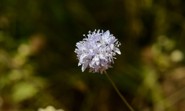 Gilia capitatum Globe Gilia, Gilia capitatum