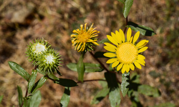 Grindelia camporum Gumweed, Grindelia camporum