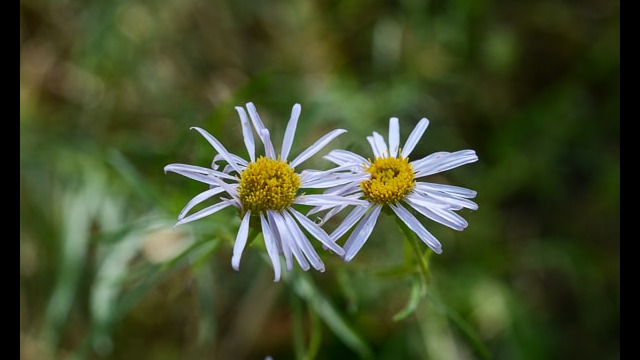 Unknown Aster 8