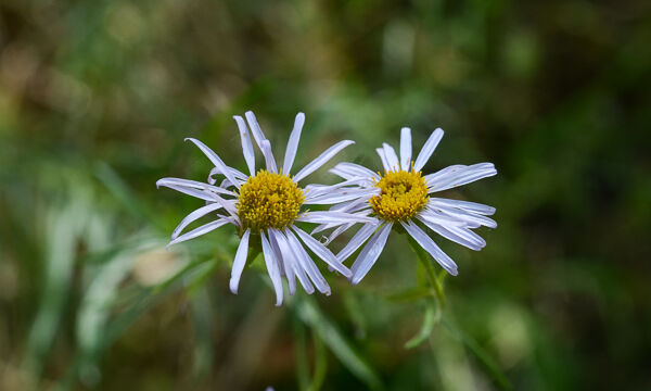 Unknown Aster 8