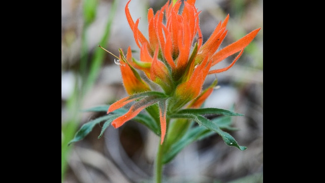 Castilleja sp Indian Paintbrush, Castilleja sp
