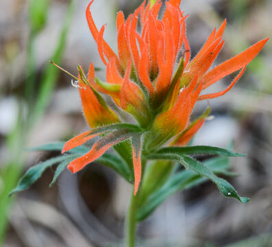 Castilleja sp Indian Paintbrush, Castilleja sp