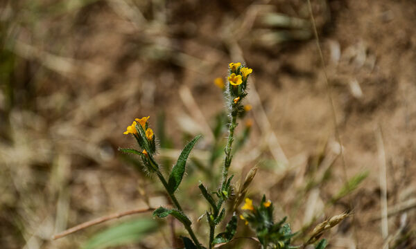 Amsinckia menziesii Common Fiddleneck, Amsinckia menziesii
