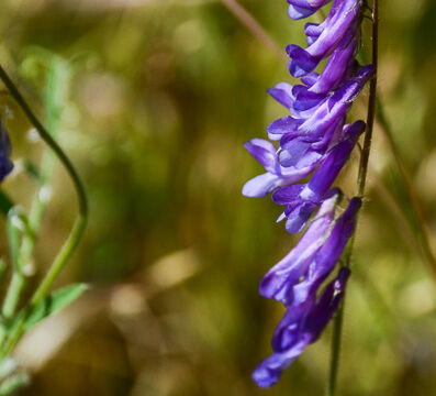 Vicia villosa Winter Vetch, Vicia villosa