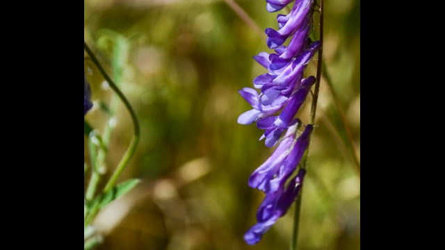 Vicia villosa Winter Vetch, Vicia villosa