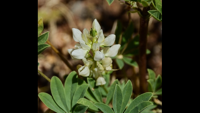 Unknown Lupine 2
