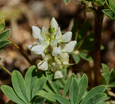 Unknown Lupine 2