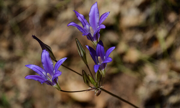 Brodiaea elegans Harvest Brodiaea, Brodiaea elegans