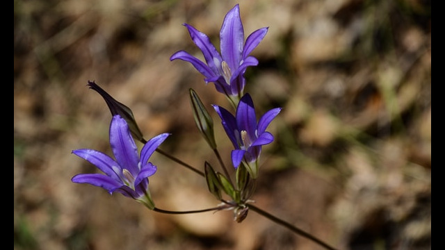 Brodiaea elegans Harvest Brodiaea, Brodiaea elegans