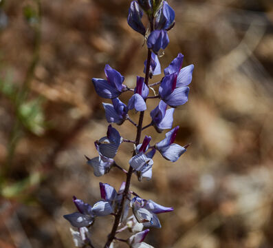 Unknown Lupine 5