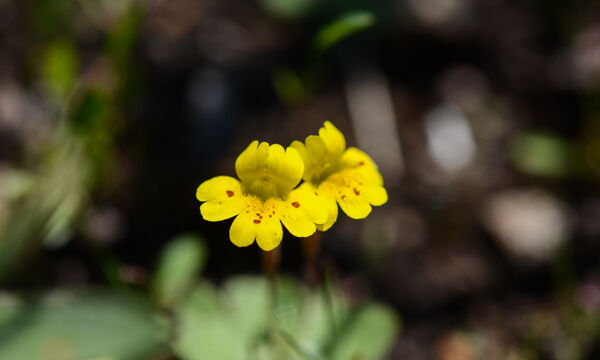 Mimulus primuloides Primrose Monkeyflower, Mimulus primuloides