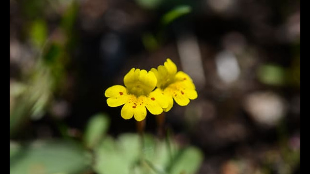 Mimulus primuloides Primrose Monkeyflower, Mimulus primuloides