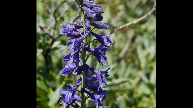 Delphinium glaucum Mountain Larkspur, Delphinium glaucum