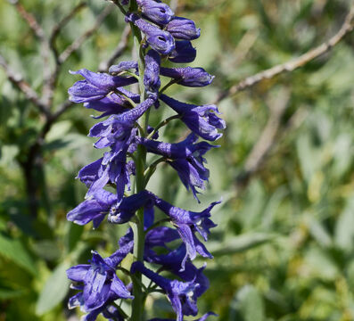 Delphinium glaucum Mountain Larkspur, Delphinium glaucum