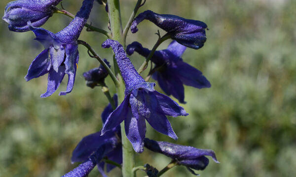 Delphinium glaucum Mountain Larkspur, Delphinium glaucum