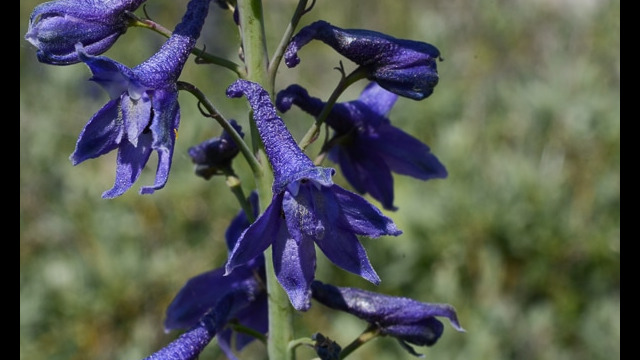 Delphinium glaucum Mountain Larkspur, Delphinium glaucum