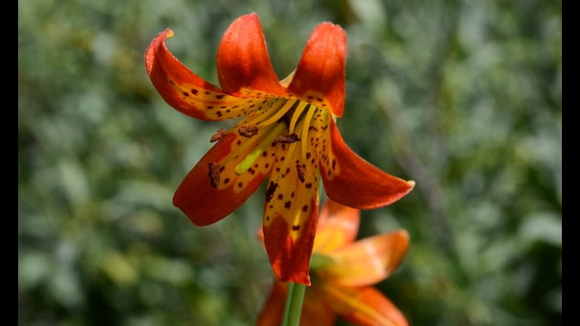 Lilium parvum Alpine Lily, Lilium parvum