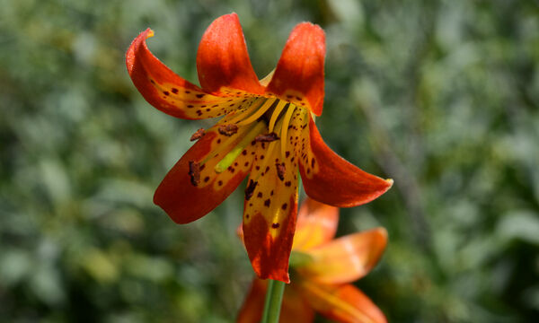 Lilium parvum Alpine Lily, Lilium parvum
