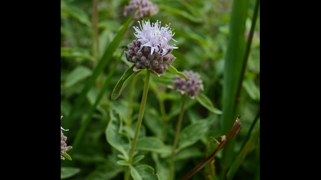 Monardella odoratissima Mountain Pennyroyal, Monardella odoratissima