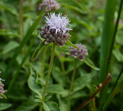 Monardella odoratissima Mountain Pennyroyal, Monardella odoratissima