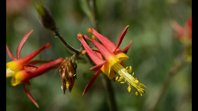 Aquilegia formosa Crimson Columbine, Aquilegia formosa