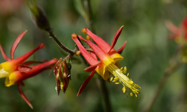 Aquilegia formosa Crimson Columbine, Aquilegia formosa