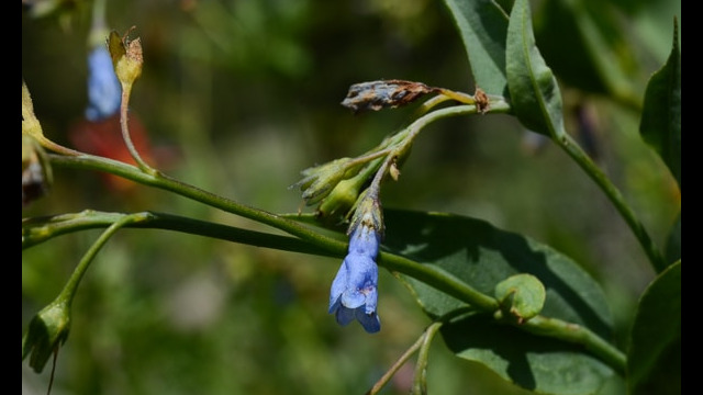 Mertensia ciliata Mountain Bluebell , Mertensia ciliata