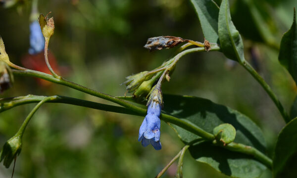 Mertensia ciliata Mountain Bluebell , Mertensia ciliata