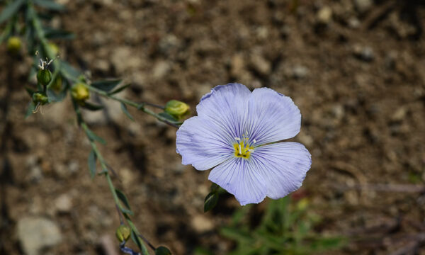 Linum lewisii Western Blue Flax, Linum lewisii