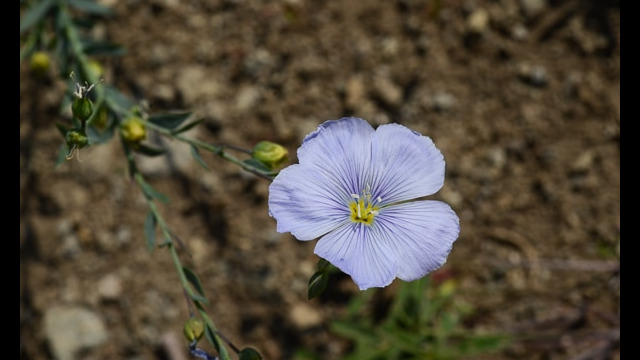 Linum lewisii Western Blue Flax, Linum lewisii