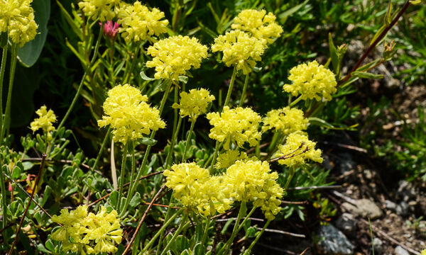 Eriogonum umbellatum Sulfur Buckwheat, Eriogonum umbellatum