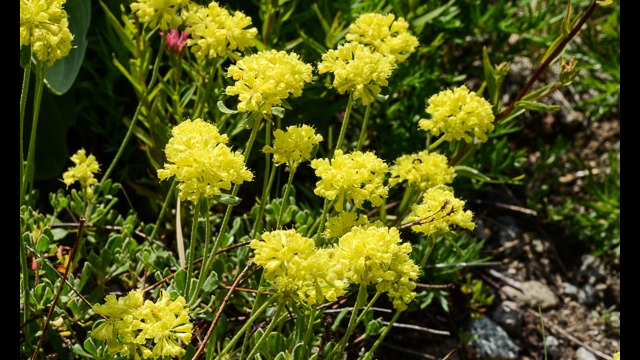 Eriogonum umbellatum Sulfur Buckwheat, Eriogonum umbellatum