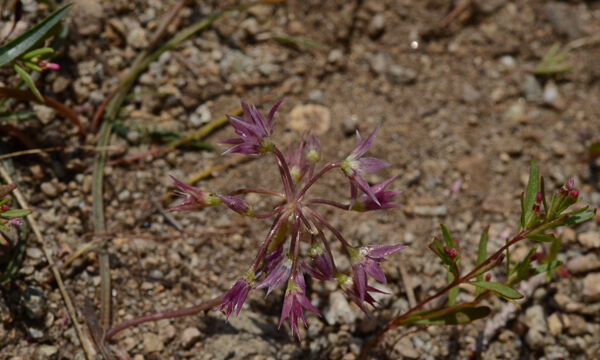 Allium campanulatum Sierra Onion, Allium campanulatum