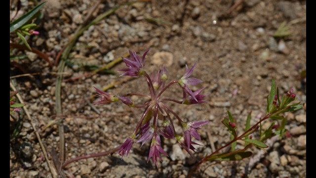 Allium campanulatum Sierra Onion, Allium campanulatum