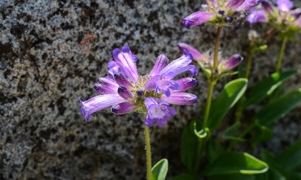 Penstemon heterodoxus Sierra Penstemon, Penstemon heterodoxus