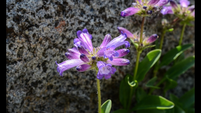 Penstemon heterodoxus Sierra Penstemon, Penstemon heterodoxus
