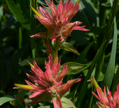 Castilleja miniata Scarlet Paintbrush, Castilleja miniata