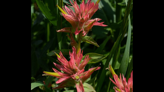 Castilleja miniata Scarlet Paintbrush, Castilleja miniata